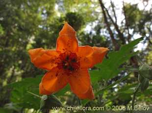 Loasa acanthifolia의사진